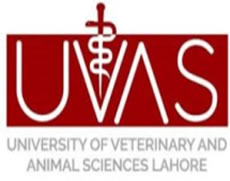 https://www.pakpositions.com/company/department-of-microbiology-uvas-lahore